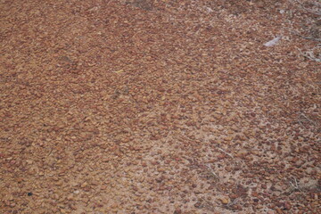 Red natural pebbles create a striking earthy texture, enhancing landscapes with vibrant color and rustic beauty.