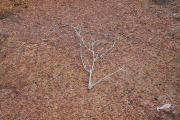 Red natural pebbles create a striking earthy texture, enhancing landscapes with vibrant color and rustic beauty.