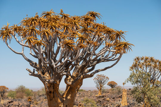 quiver trees in desert