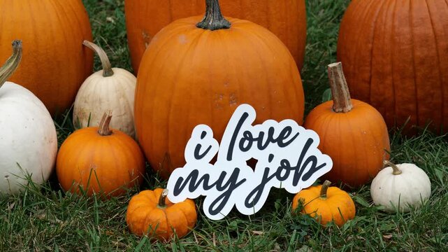 Person sets down the words I Love My Job on Pumpkins at a Pumpkin Patch in the Fall 4k Video Stock Footage