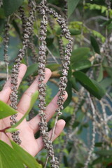 Gelam is a medicinal tree providing essential oils, timber, honey, and ecological protection benefits widely.