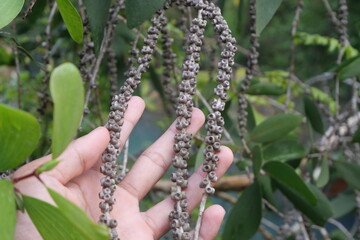 Gelam is a medicinal tree providing essential oils, timber, honey, and ecological protection benefits widely.