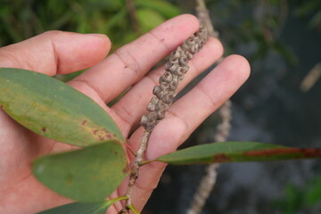 Gelam is a medicinal tree providing essential oils, timber, honey, and ecological protection benefits widely.