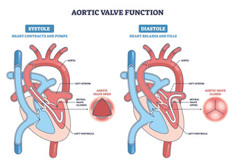 Aortic valve function diagram explaining systole vs diastole, showing blood flow with aorta, left ventricle, and mitral valve emphasized. Outline diagram