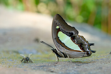 Butterfly feeding on ground at Pang Sida National Park Thailand