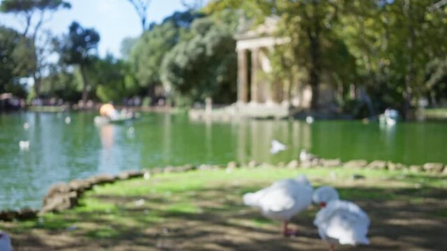 Bokeh foreground with blurred lake and temple at villa borghese in rome, capturing serene outdoor scenery with ducks and defocused trees under a bright sky.