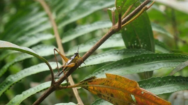 Grasshoppers are agile insects found worldwide, known for powerful jumps, green camouflage, and plant-eating habits.