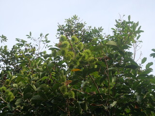 Rambutan is a tropical fruit with hairy skin, juicy sweet flesh, and refreshing exotic flavor.