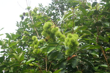 Rambutan is a tropical fruit with hairy skin, juicy sweet flesh, and refreshing exotic flavor.