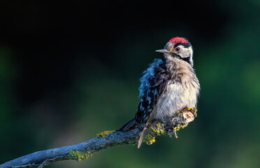 Lesser spotted Woodpecker (Dryobates minor) in a natural habitat
