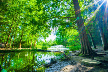 Obraz premium 안동 낙강물길공원의 나무와 연못 경치