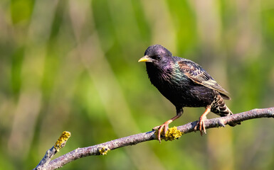 Common Starling bird sitting on branch
