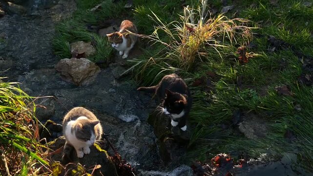 Trois grands chatons sont au bord un petit cours d'eau, que l'un d'eux franchit d'un saut