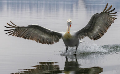 Dalmatian Pelican of Kerkini Lake