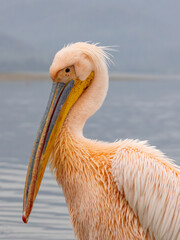 White Pelican of Kerkini Lake