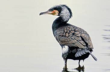 Great Cormorant (Phalacrocorax carbo) in natural habitat