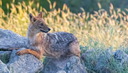 Golden Jackal in a natural habitat