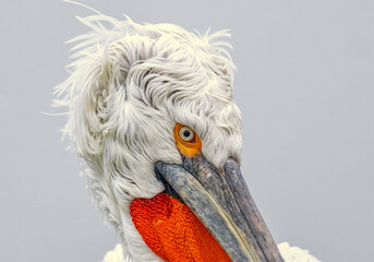 Dalmatian Pelican of Kerkini Lake