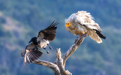 Egyptian vulture in natural habitat in Bulgaria