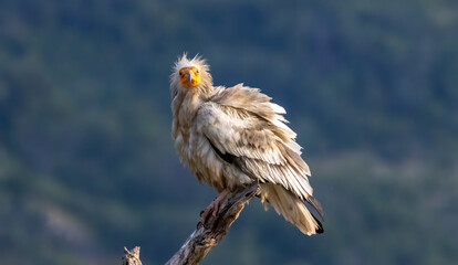 Egyptian vulture in natural habitat in Bulgaria