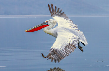 Dalmatian Pelican of Kerkini Lake