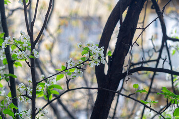 Spring blooming white pear flowers on tree branches. Blurred branches, leaves and bushes in the background. Colorful colors of greenery