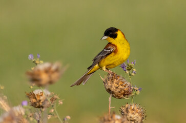 Obraz premium Black headed Bunting (Emberiza melanochephala) in a natural habitat
