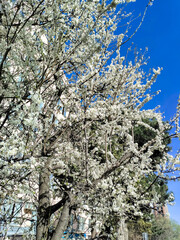 Spring blossom of plum tkemali. White beautiful flowers on branches against the background of bright blue sky. Colorful landscape