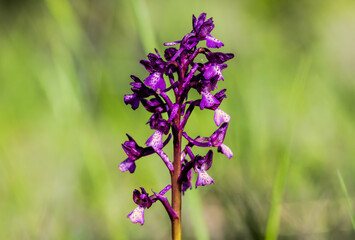 Green-veined Orchid (Orchis morio) in natural habitat