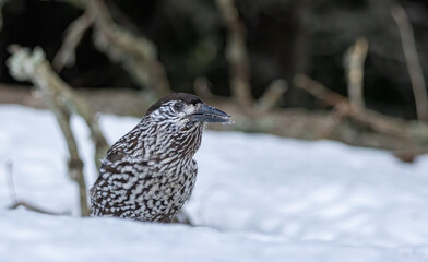 Spotted Nutcracker (Nucifraga caryocatactes) in a natural habitat