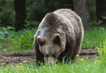 Brown Bear close up portrait in the nature