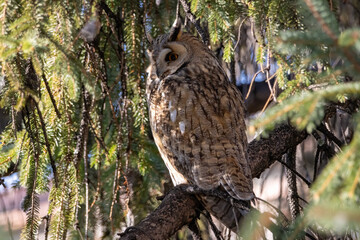 Long-eared Owl (Asio otus) sitting on tree branch