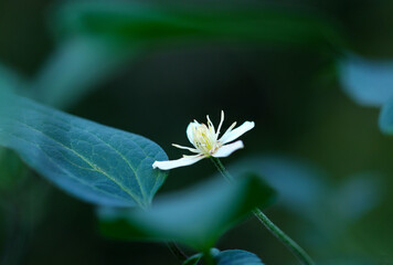 月明かりに照らされる鮮やかな白いセンニンソウの花一輪が葉の間から顔をのぞかせる（マクロ撮影）