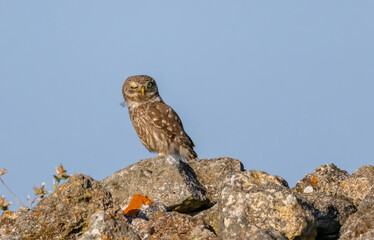 Little Owl in a natural habitat