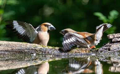 Adult Hawfinch sitting on the edge of water