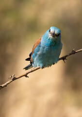 European roller (Coracias garrulus) sitting on a branch