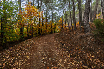 Fototapeta premium Autumn Forest Path Covered in Dry Leaves