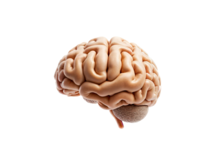 Realistic 3D Human Brain Anatomy Model