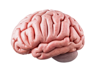 Realistic Human Brain Anatomy Model