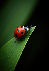 Fototapeta premium A vibrant red ladybug covered in black spots slowly crawling across a lush green leaf in a natural outdoor environment captured in macro detail ,bug ,detail ,insect