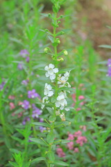 wild flowers in a garden