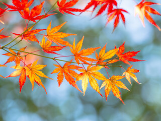 美しいカラフルなモミジ葉