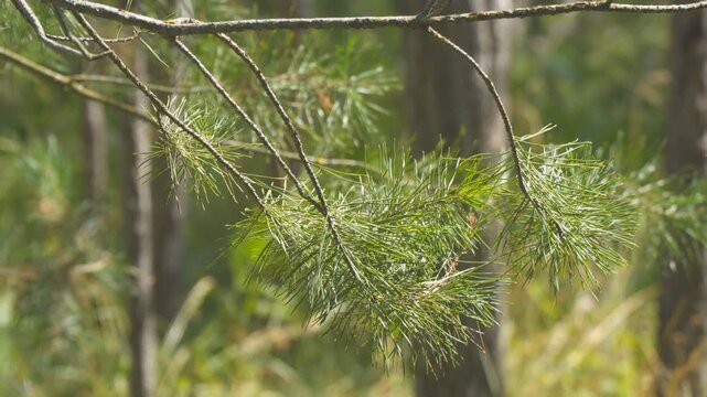 A branch of a spruce or pine tree is slightly swayed by the breeze in the summer forest. Camera panning