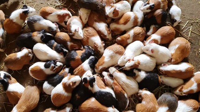 Large Group of Cute Multi-Colored Guinea Pigs Eating Food 
