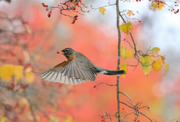 American Robin with Red Berries
