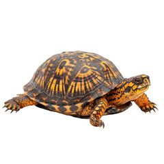 Obraz premium Vibrant Eastern Box Turtle Isolated Black Background