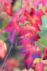Liquidambar styraciflua or sweet gum tree leaves in autumn