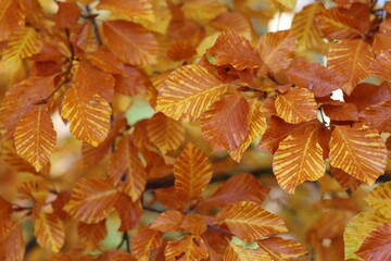 Close up of beech tree leaves in autumn