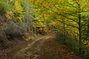 Winding path through autumn forest with fallen leaves and golden trees