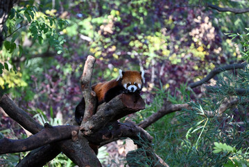 front view of a red panda rest on the branch in the zoo in sunny day